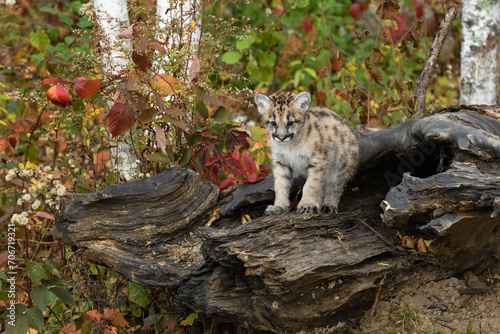 Obraz na płótnie Cougar Kitten (Puma concolor) Stands Atop Log Looking Down Autumn w salonie