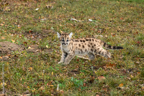 Cougar Kitten (Puma concolor) Stops and Looks Right on Ground Autumn © geoffkuchera