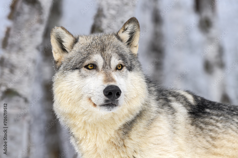 Grey Wolf (Canis lupus) Looks Right Head Close Up Winter