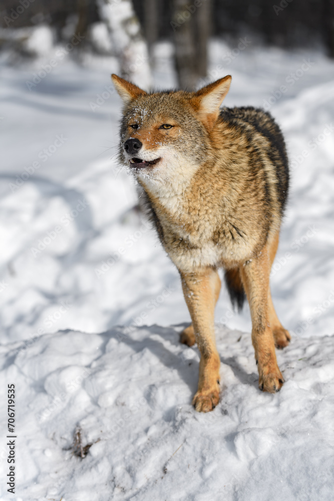 Coyote (Canis latrans) Looks Out Mouth Slightly Open Starting Howl Winter