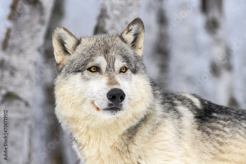 Grey Wolf  Canis lupus  Looks Right Head Close Up Winter
