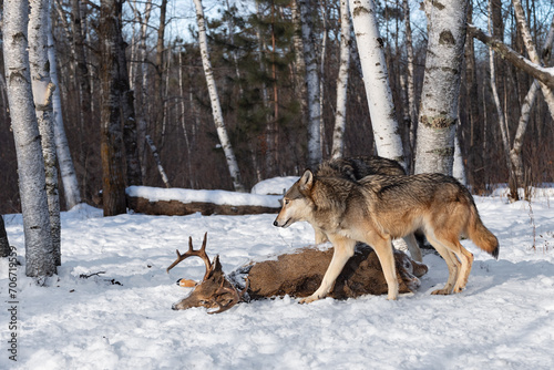 Obraz na płótnie Grey Wolves (Canis lupus) Walk Up on Body of White-Tail Deer Winter w salonie