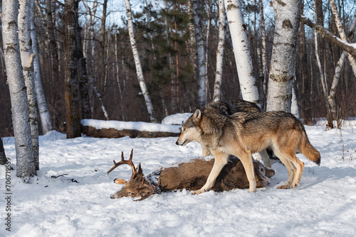 Grey Wolves  Canis lupus  Walk Up on Body of White-Tail Deer Winter