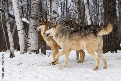 Obraz na płótnie Trio of Grey Wolves (Canis lupus) Stand at Edge of Forest Winter w salonie