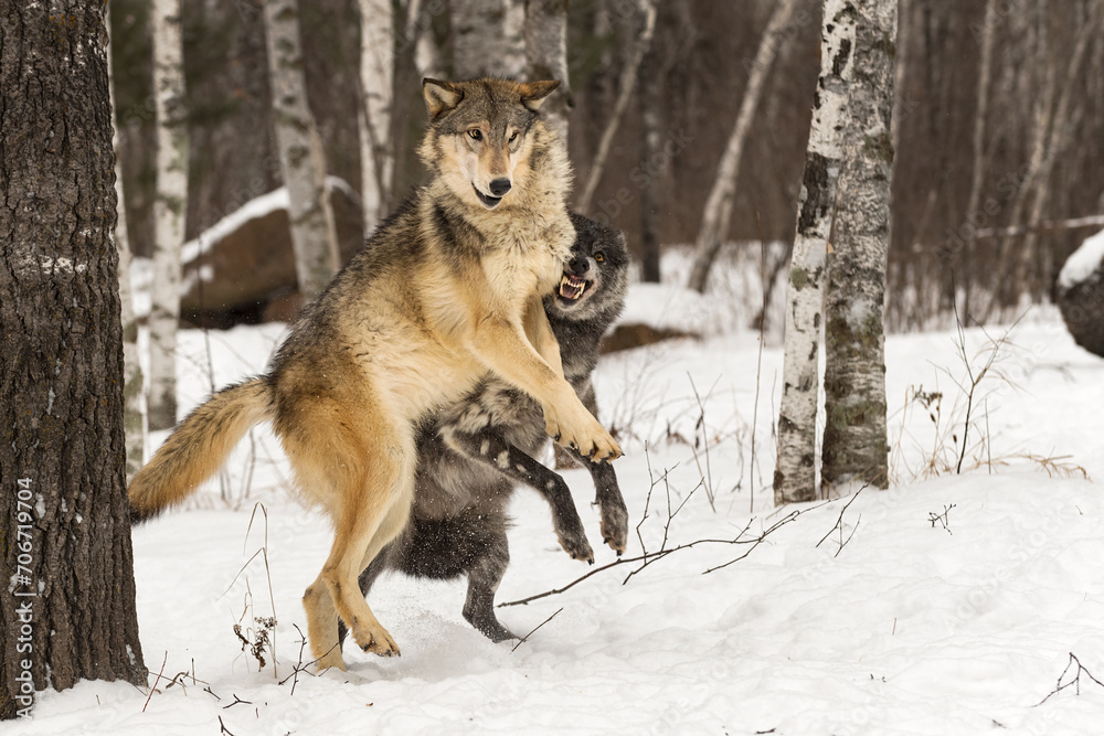 Grey Wolf (Canis lupus) Jumps Up to Avoid Black-Phase Winter