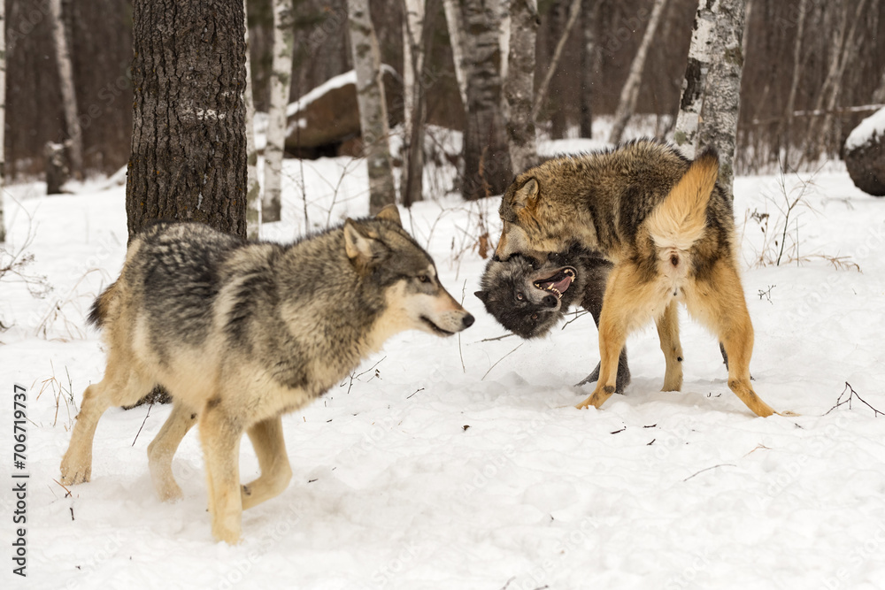 Grey Wolf (Canis lupus) Moves to Avoid Fighting Packmates Winter
