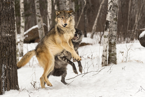 Grey Wolf  Canis lupus  Jumps Up to Avoid Black-Phase Winter