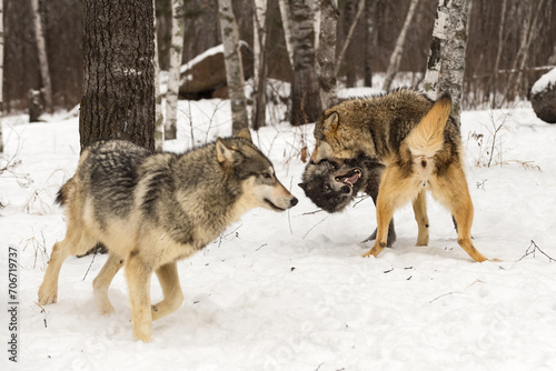Grey Wolf (Canis lupus) Moves to Avoid Fighting Packmates Winter © geoffkuchera