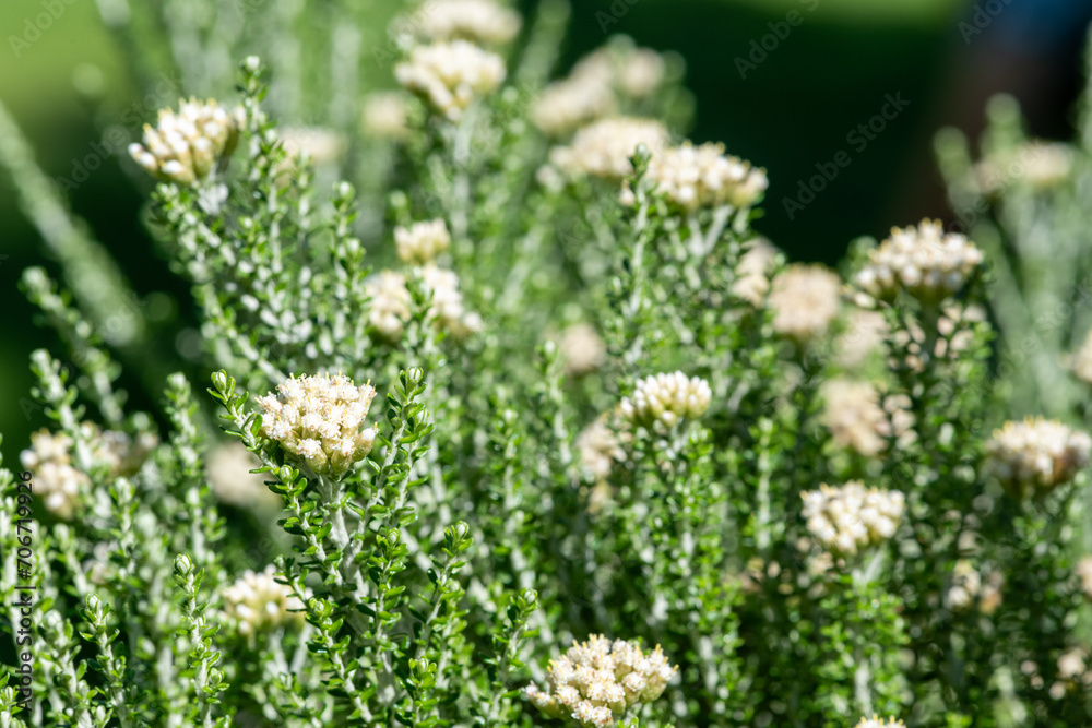 Cottonwood (ozothamnus leptophyllus) flowers in bloom