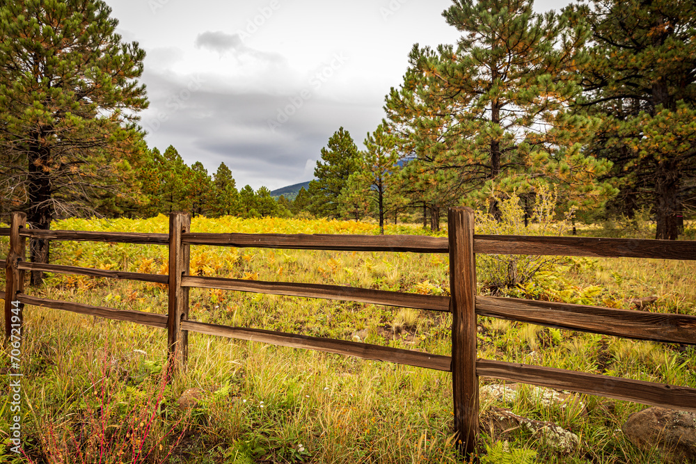 Fenced in fall colors of the ponderosa.  