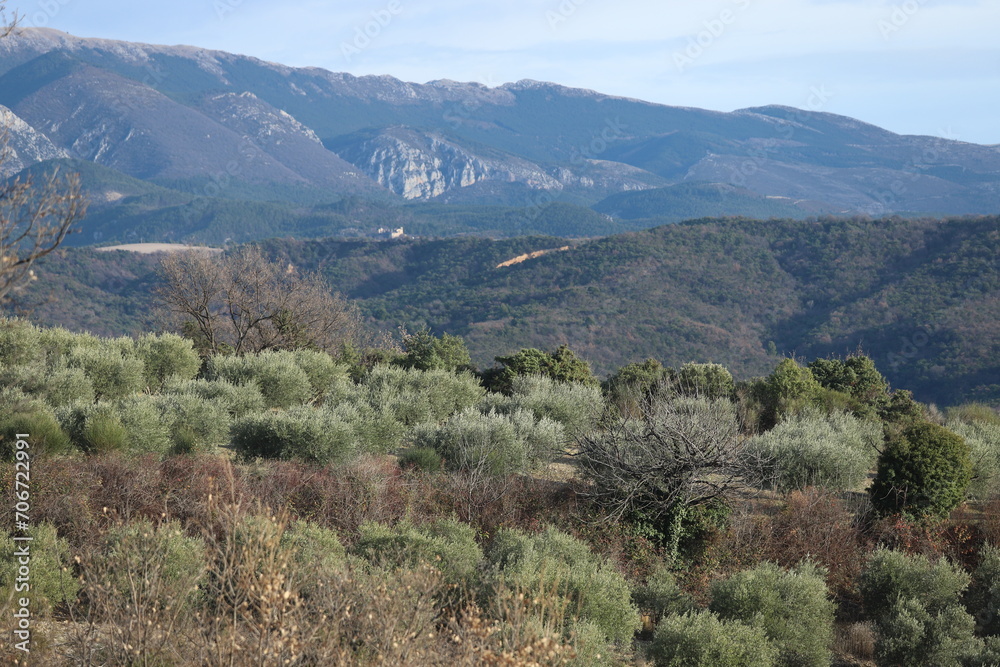 Fototapeta premium oliveraie de Haute Provence