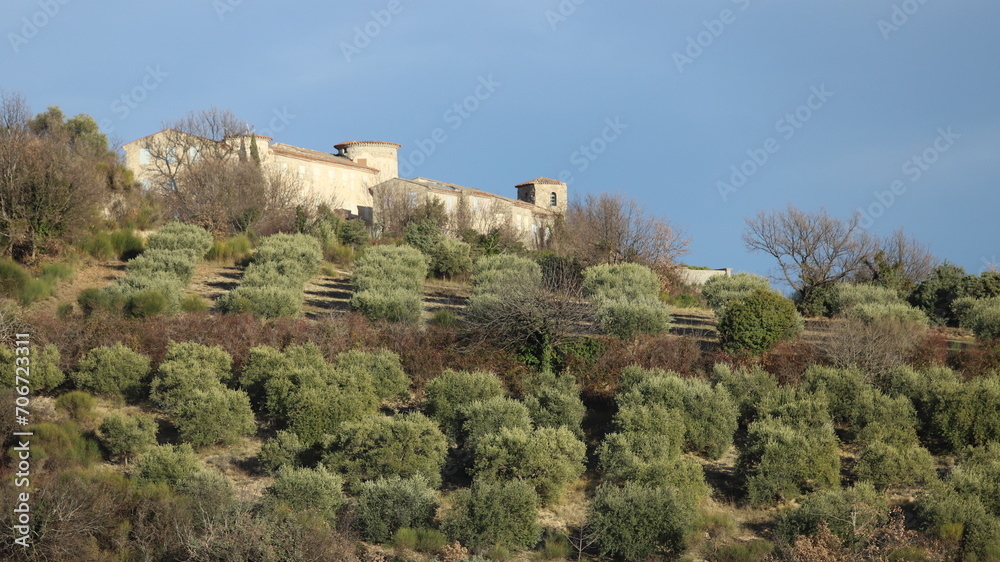 oliveraie de Haute Provence