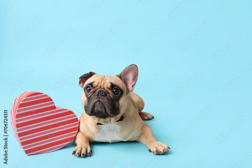 Cute French bulldog with gift box on blue background. Valentine's Day celebration