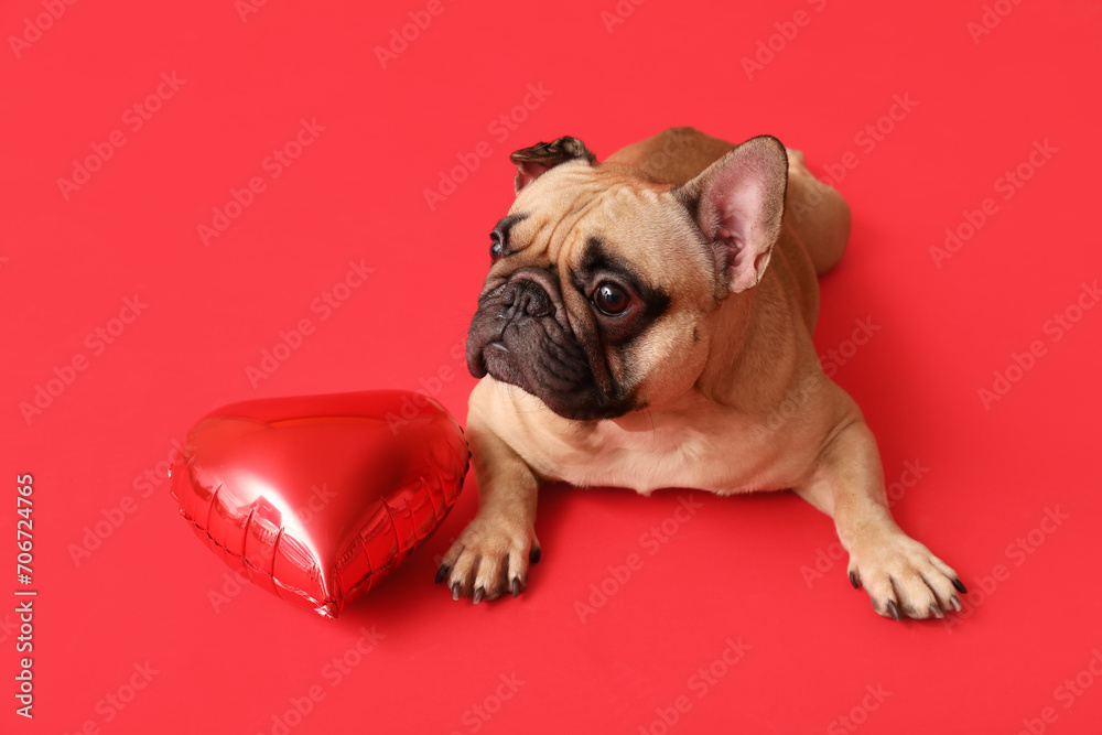 Cute French bulldog with heart shaped balloon on red background. Valentine's Day celebration