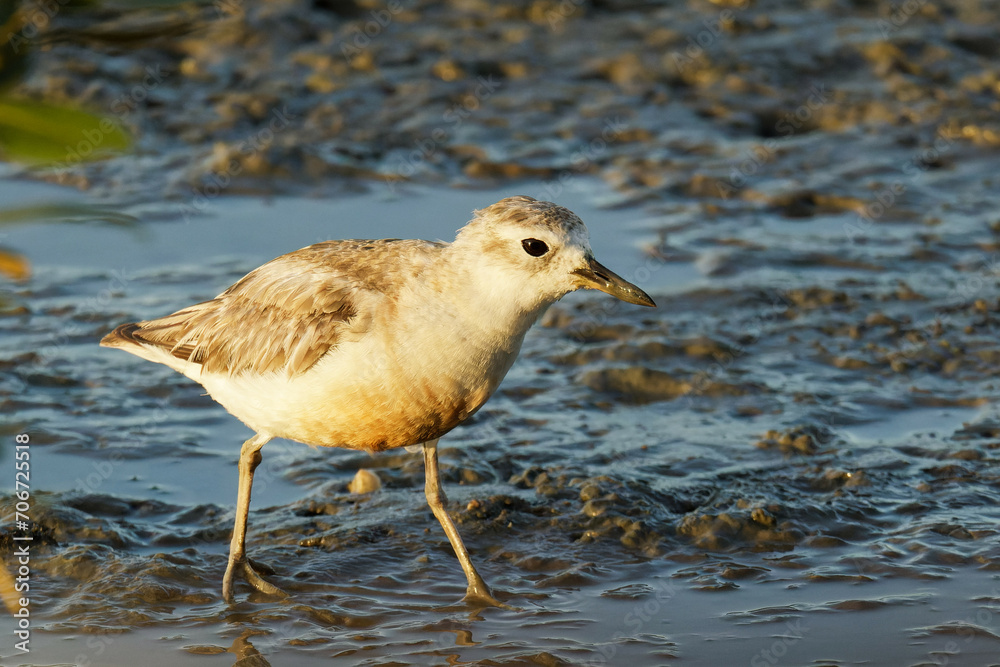 A red breasted dotterel on a sea shore early in the morning A red breasted dotterel on a sea shore early in the morning