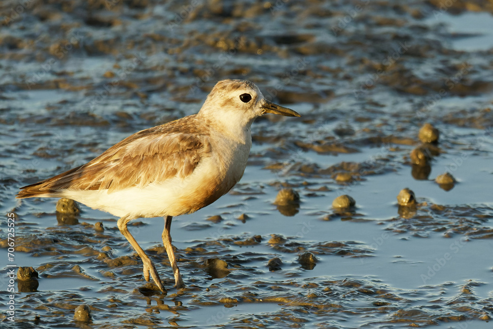 Fototapeta premium A red breasted dotterel on a sea shore early in the morning