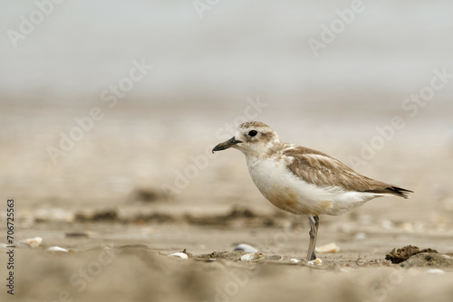 A red breasted dotterel on a sea beach late on a quiet evening