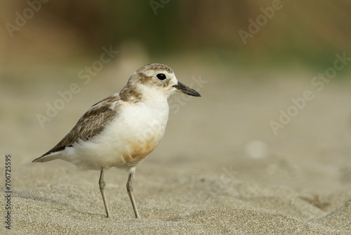A red breasted dotterel on a sea beach late on a quiet evening © Faraz
