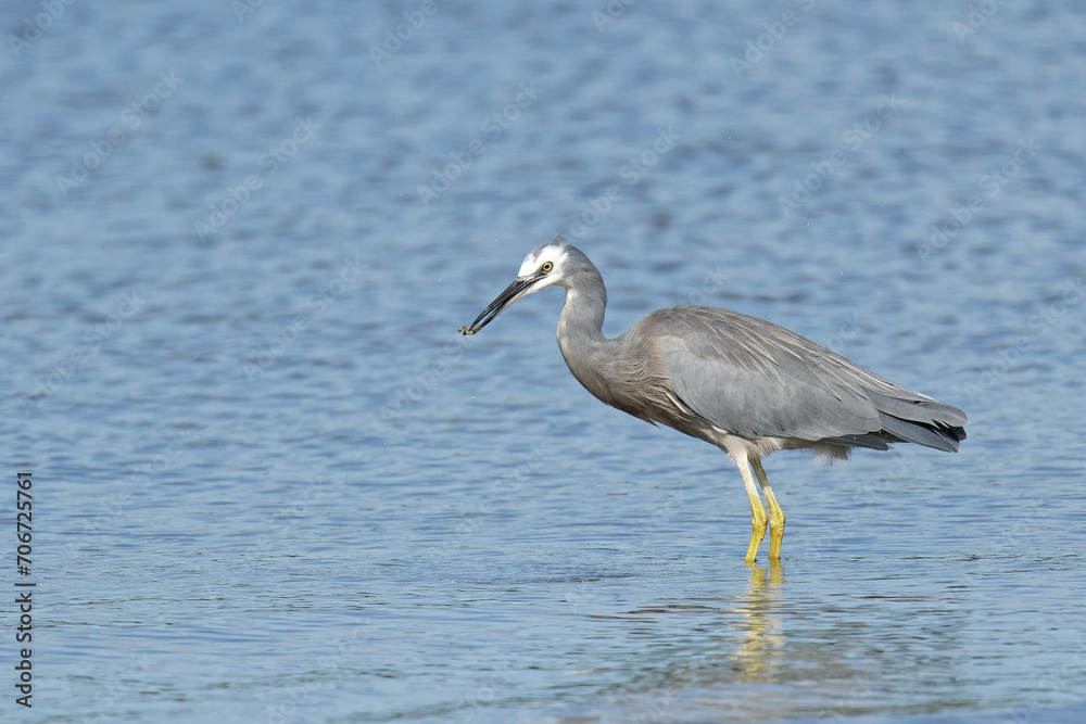 White faced Heron with a catch in its beak