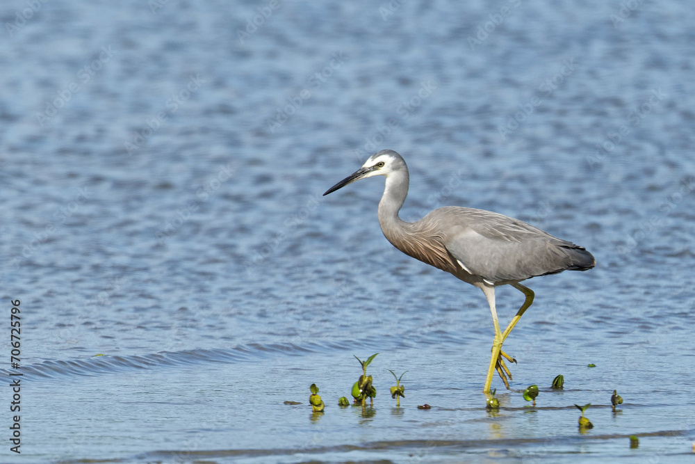 White faced Heron looking to catch its food in still water White faced Heron looking to catch its food in still water