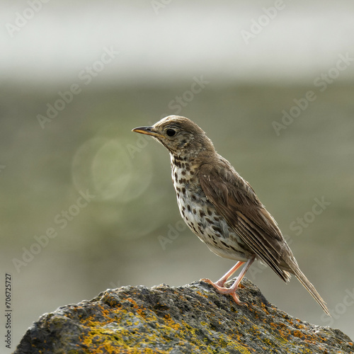 A Song Thrush sitting on piece of rock early in the morning