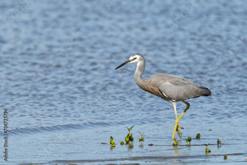 White faced Heron looking to catch its food in still water