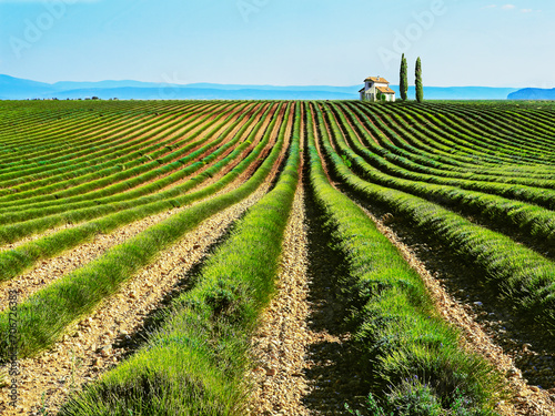 Rows of Lavander in vineyard after crop