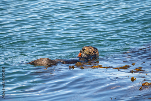 Southern Sea Otter (Enhydra lutris nereis) eating a crab
