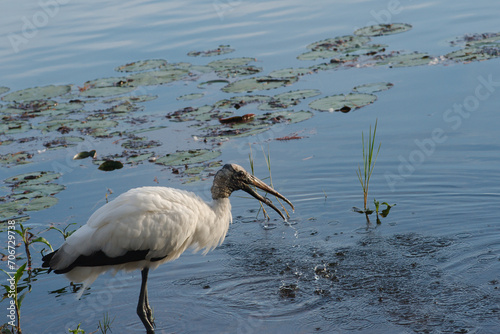 One Wood Stork in Florida standing in water lookingto the right. Green weeds with blue water and reflections in calm water. Long beak in sunlight.

 photo