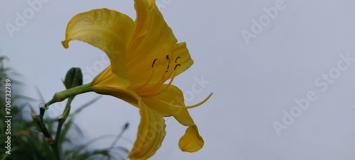 yellow lily flower