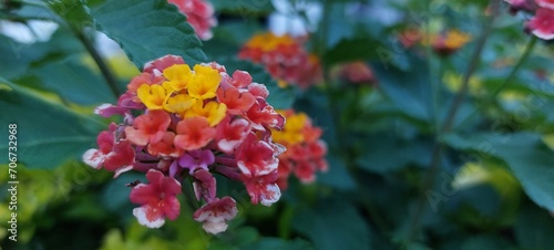 red and yellow flowers