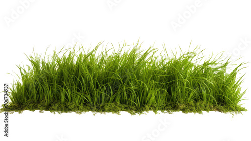 Green grass is planted in fertile soil ,isolated on transparent background
