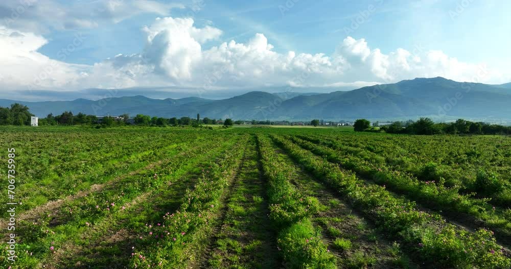 Field raws of blooming bulgarian oil bearing rose damascena, blue sky with clouds and mountain landscape, aerial view sunrise video Field raws of blooming bulgarian oil bearing rose damascena, blue sky with clouds and mountain landscape, aerial view sunrise video