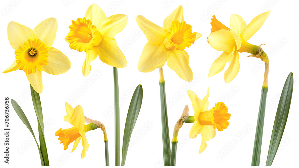 set of beautiful yellow daffodil flowers, isolated over a transparent background