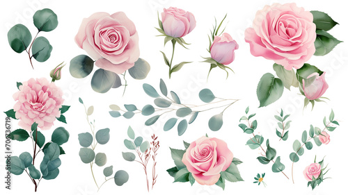 Watercolor elements pink roses  flowers  leaves  eucalyptus  branches set  isolated on transparent background