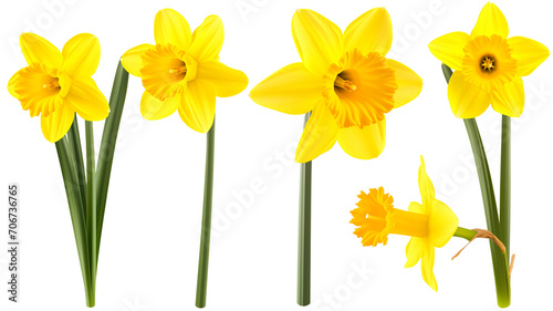 set of beautiful yellow daffodil flowers, isolated over a transparent background photo