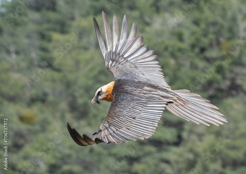 bearded vulture in flight over the pyrenees mountains	