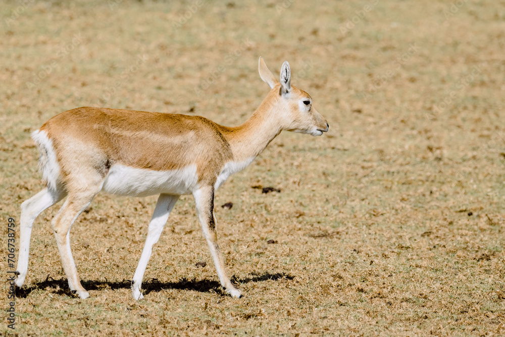 Thomson's gazelle (Eudorcas thomsonii) walking. Thomson's gazelle (Eudorcas thomsonii) walking.