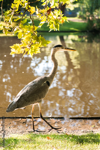 Great Heron by the Waterside with Autumn Foliage photo