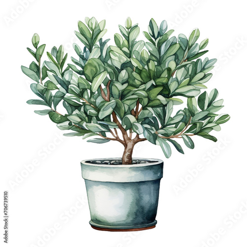 Watercolor plant Gomphocarpus in a pot isolated on a white background photo