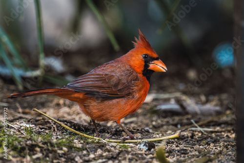 Northern cardinal (Cardinalis cardinalis) searching for food.