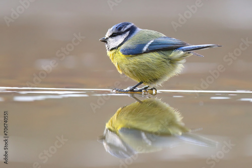 Blue tit standing in water with a crisp reflection beneath it in blurred background photo