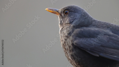 Close-up of a blackbird with a keen eye and glossy feathers against a soft gray background