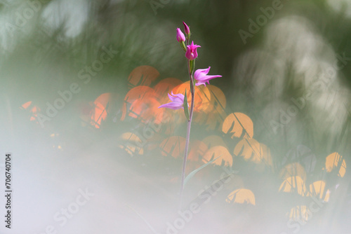 Rare orchidea 'Seal of our Lady' flowers in purple and pink hues with a hazy, orange bokeh background photo