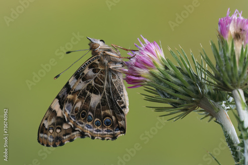 Close up of a Vanessa cardui butterfly with wings detailed in brown, orange, and white patterns, clinging to a purple thistle flower against a smooth green background photo