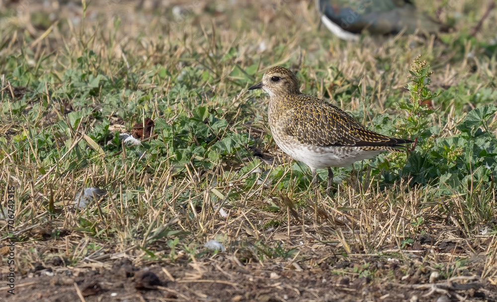 Fototapeta premium European Golden Plover in delta del llobregat, spain