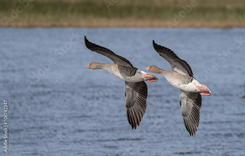 Greylag Gooses in flight over the lagoon 