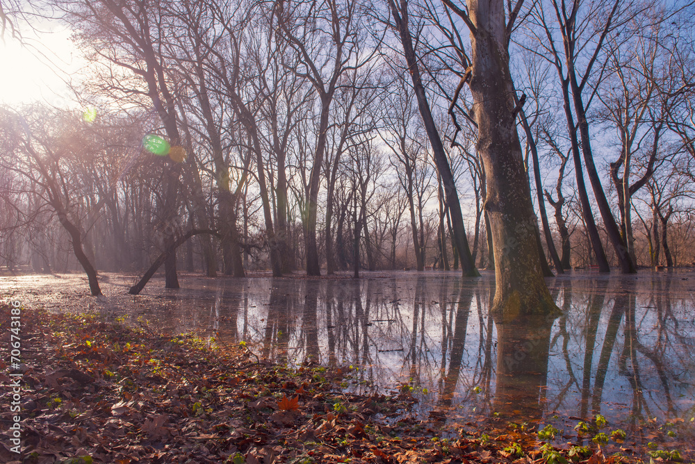Obraz premium the trees on the river bank are flooded by the river Danube.