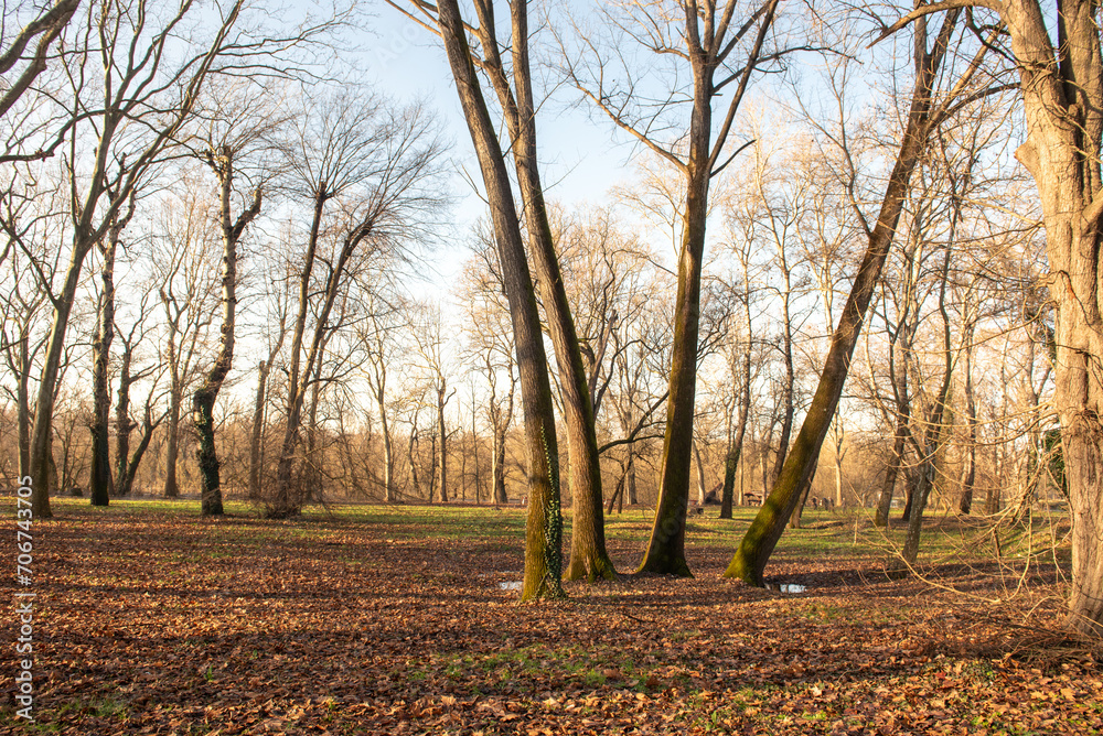 the trees on the river bank are flooded by the river Danube. the trees on the river bank are flooded by the river Danube.