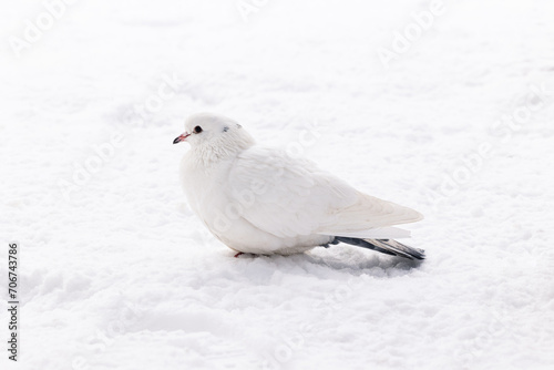 White dove in the snow
